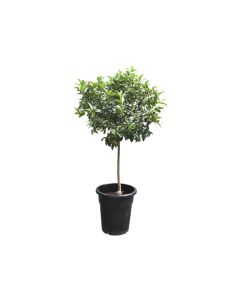 Citrus Kumquat
