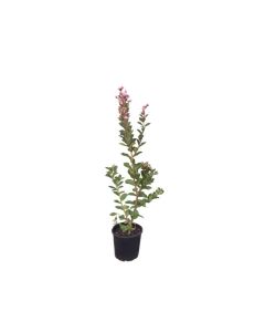 Lagerstroemia Indica