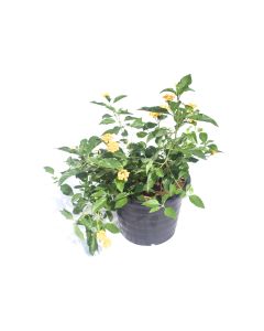 Lantana Mix - Lantana Montevidensis