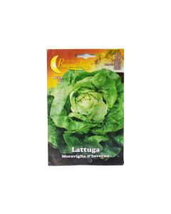 BL Lettuce - Lattuga - Seeds