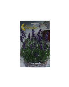 Lavender Flower Seeds