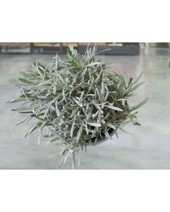 Lavandula Angustifolia