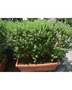 Leucophyllum in Rectangular Pot - Purple Sage, Texas Ranger