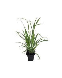 Lemon Grass Plant