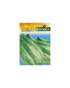 Romaine Lettuce Bionda