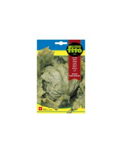 Lettuce Batavia