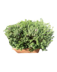Leucophyllum