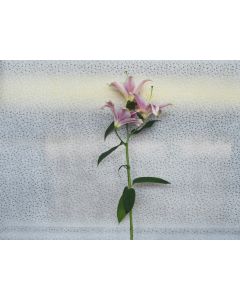 Lily - Mix (White/ Pink) - Per Stem