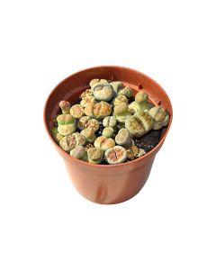 Lithops - Living Stone Plant
