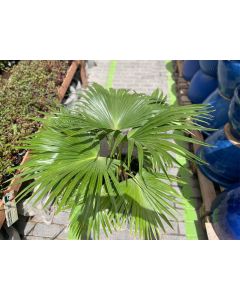 Livistonia 10L pot