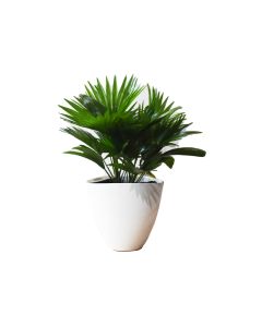 Livistona rotundifolia - Footstool Palm