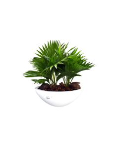 Potted Livistonia Rotundifolia double