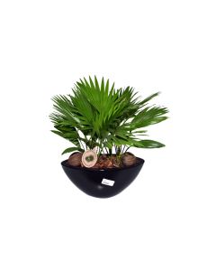 Potted Livistonia Rotundifolia double