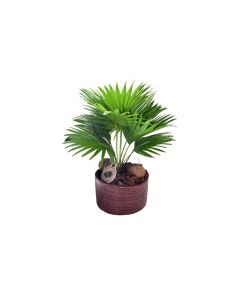 Potted Livistonia Rotundifolia