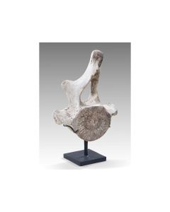 LO Whale's Back Bone Deco Stand