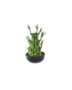 Lucky bamboo- 3 layer large