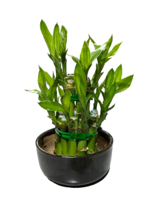 Lucky bamboo 2 layers