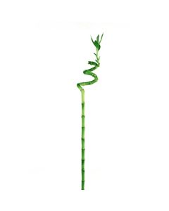 Lucky Bamboo Stick - 100cm