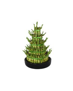 Lucky Bamboo 5 Layer Small