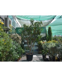 Mango Tree - Mangifera Indica