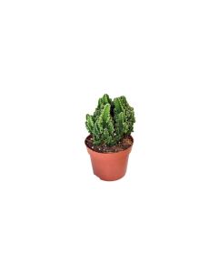 Mammillaria
