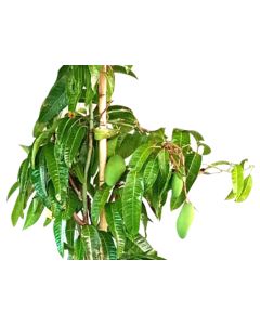 Mangifera Indica