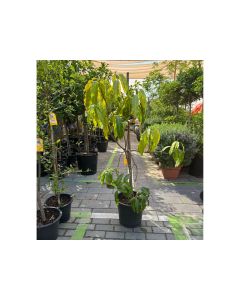 Mangifera Indica