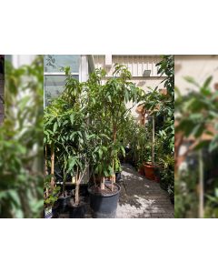 Mango Tree - Mangifera Indica
