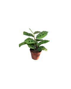 Maranta Plant