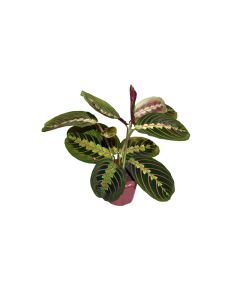Maranta Plant "Prayer Plant"