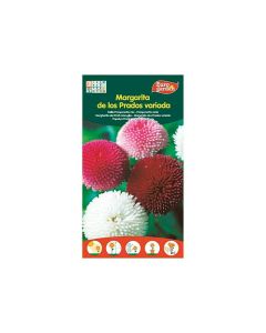 EG Varied Meadow Daisy - Belli Pomponette Seeds