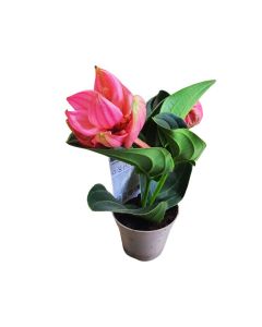 Medinilla magnifica size 60cm
