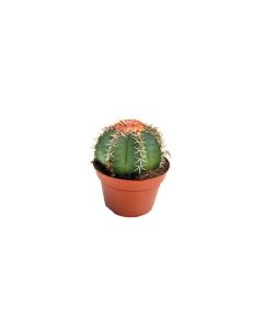 Melocactus
