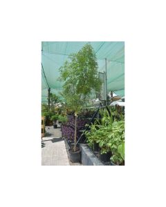 Millingtonia - Tree jasmine - Indian cork tree