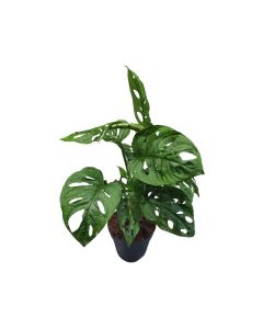 Monstera Obliqua - Size(P14-H20cm)