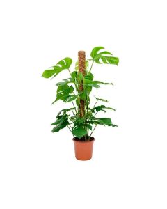 Monstera Deliciosa