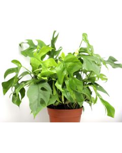 Monstera Mini