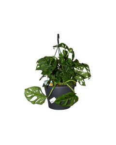 Monstera