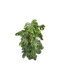 Monstera Pertusum  H180 cm
