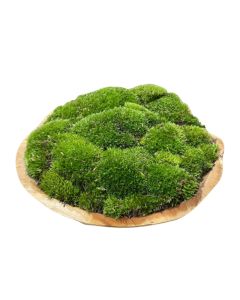 Moss Arrangement