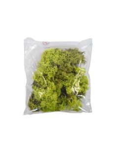 HOF - Moss Pack - Preserved