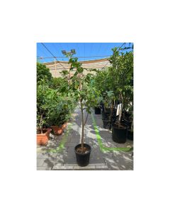 Mulberry Tree - Morus