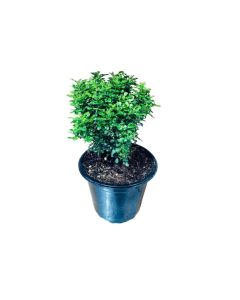 Murraya Dwarf