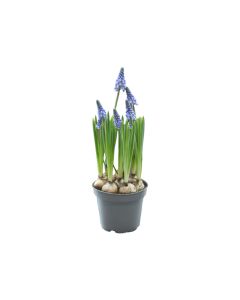 Muscari Armeniacum
