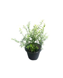 Myrtus Communis