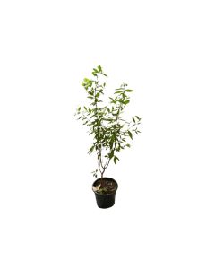 Myrtus Communis