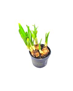 Narcissus - Daffodils