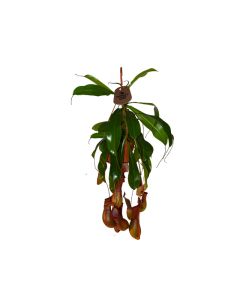 Nepenthes Hanging or Pitcher Plant (Monkey Jar)