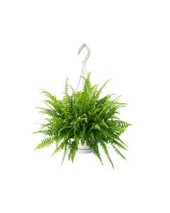 Nephrolepis - Boston Fern Hanging Plant