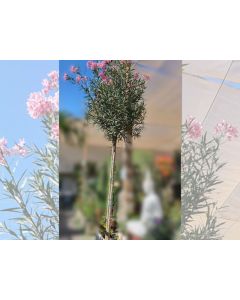 Nerium Oleander Copa